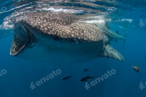Preview: Whale shark (Rhincodon Typus) feeding in water, Contoy Island, Mexico