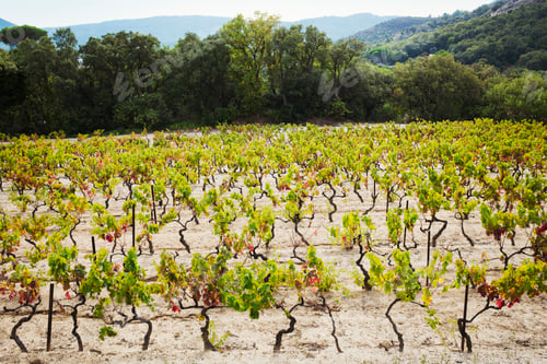Preview: A mountain range, woodland and vines growing in a clearing.