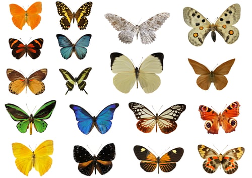 Preview: group of butterfly