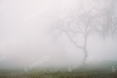 Preview: Lonely weeping willow tree in the fog.