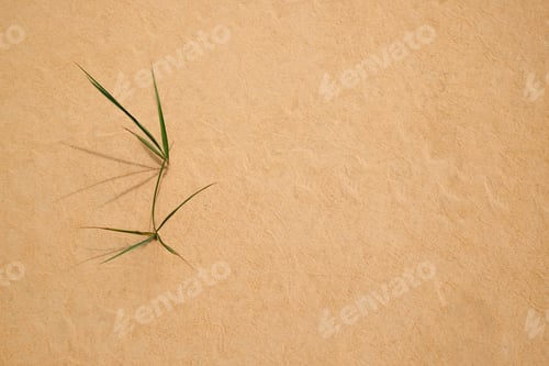 Preview: Green grass growing in sandy desert, flat lay. Space for text