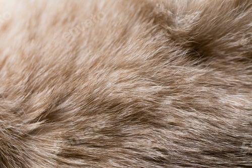 Preview: Background of Siamese cat fur.