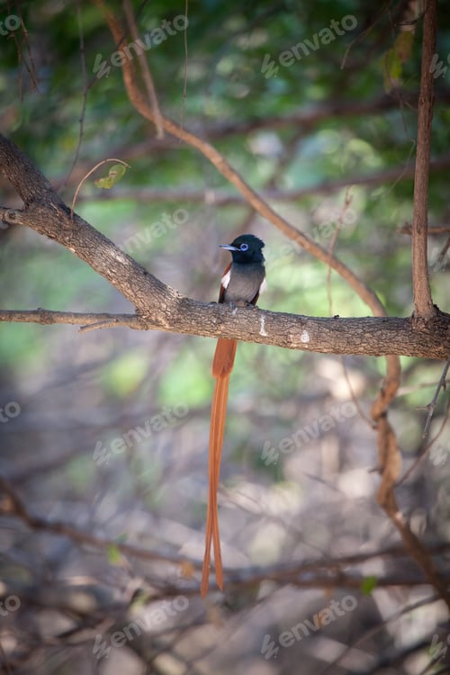 Preview: An African Paradise Flycatcher, Terpsiphone viridis, displays its long tail