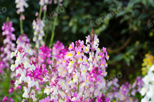 Preview: Linaria flower in the garden