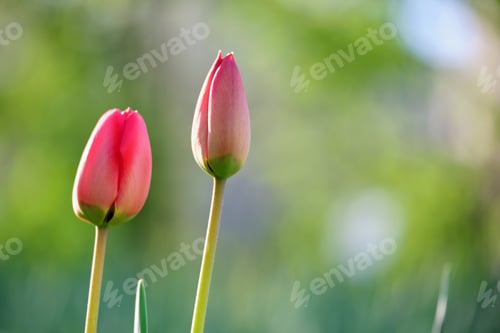 Preview: Bright red tulip flowers blooming on outdoor flowerbed on sunny spring day