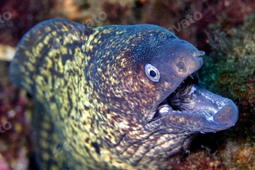 Preview: Mediterranean Moray, Cabo Cope-Puntas del Calnegre Natural Park, Spain