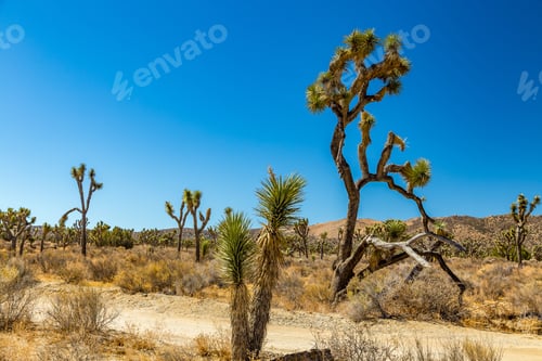 Preview: Joshua Tree National Park Is A Vast Protected Area In Southern California. It'S Characterized By