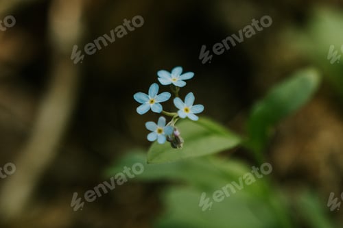 Preview: Blue flower in the nature