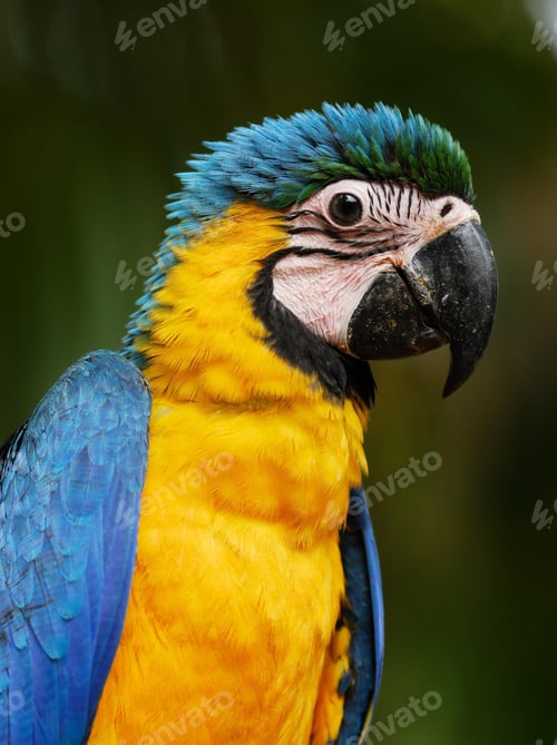 Preview: bird, parrot, Scarlet, Macaw