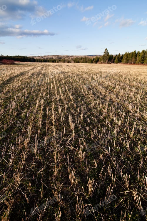 Preview: Golden field
