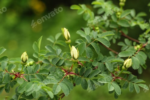 Preview: Natural green background. Rosehip branch with flower buds