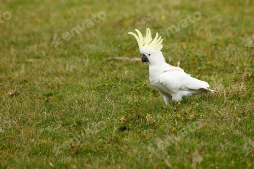 Preview: bird, cockatoo, pet, parrotsss