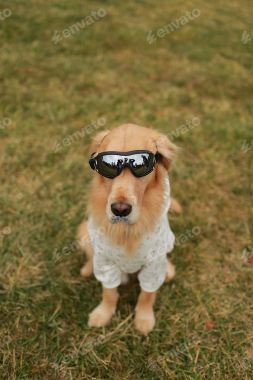 Preview: Adorable golden retriever wearing sunglasses sitting in a lush green field surrounded by grass