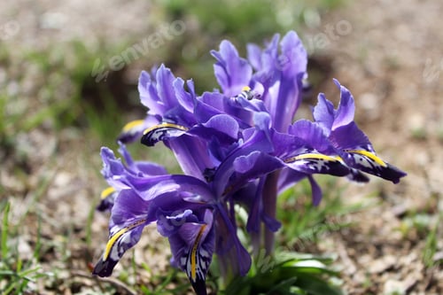 Preview: The flower that blooms in spring in Turkey. Nowruz flower.