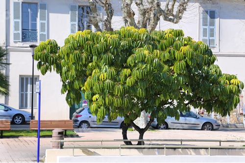 Preview: Schefflera pueckleri, beautiful exotic tree, Menton, French Riviera, France