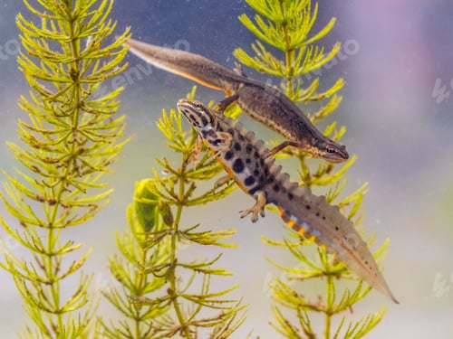 Preview: Common newt amhibian in freshwater habitat