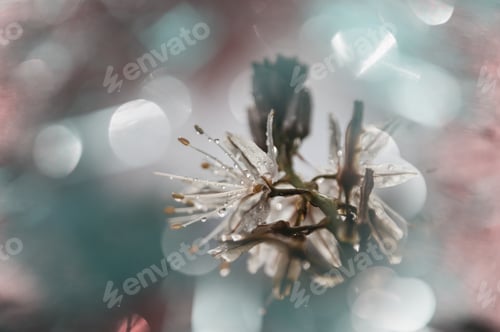 Preview: Blossoming tree