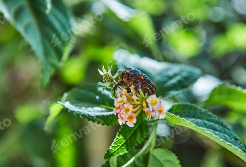 Preview: A close-up of an earthen dung beetle on green foliage with a flower on a bright sunny day
