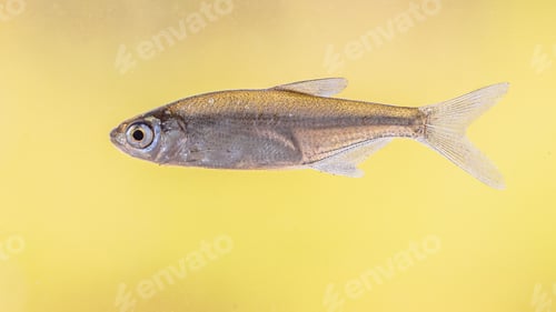 Preview: Sunbleak or Belica freshwater fish
