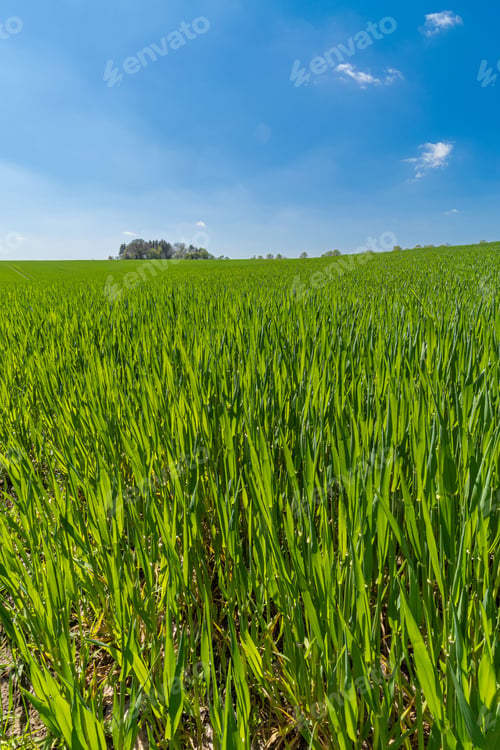Preview: Large expanse of lush, green grass against a blue sky.