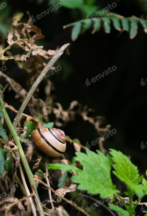 Preview: Grove Snail on Foliage