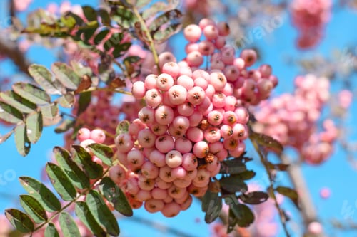 Preview: Punk mountain ash berries against blue sky