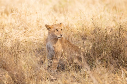 Vista previa: Lion cub alone in the grass at the savannah in Serengati