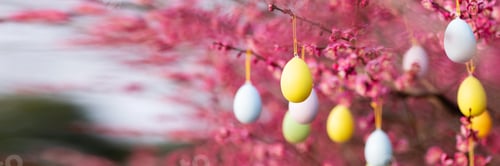Preview: Stylish background with colorful easter eggs hanging on blooming plum tree branches outdoor in park