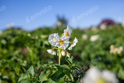 Preview: Flowering potato. Potato flowers blossom in sunlight grow in plant.