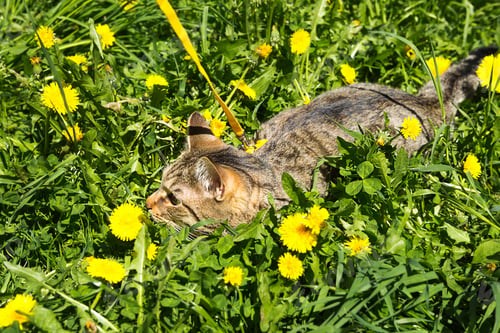 Preview: Walking a domestic cat on a yellow harness