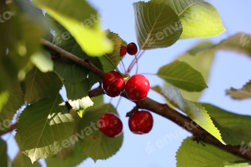 Preview: Ripe juicy cherries growing on a branch