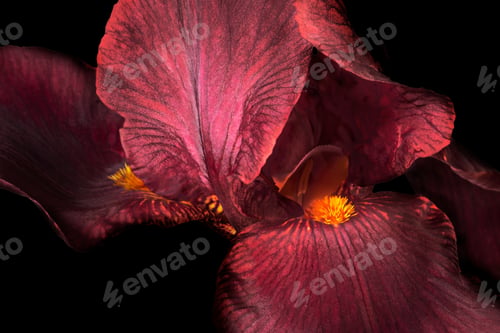 Preview: Beautiful purple or violet fleur-de-lis, Iris flower, isolated on black background.