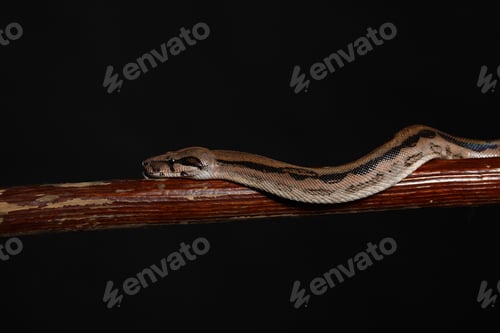 Preview: Royal Python, or Ball Python Python regius, studio