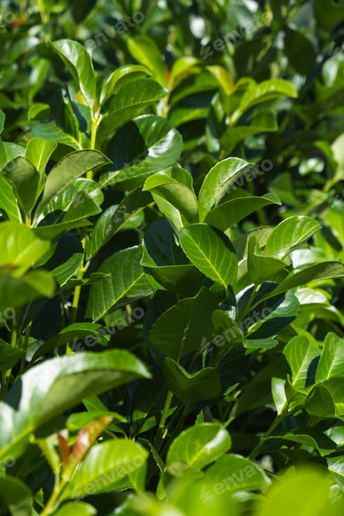 Preview: A CloseUp View of Lush Green Cherry laurel Leaves Illuminated by the Beautiful Natural Light Around