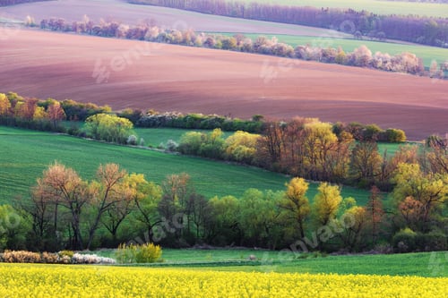 Preview: Picturesque rural landscape with green field and tree
