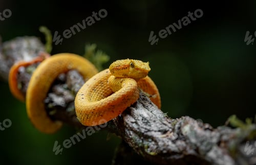 Preview: A Snake in Costa Rica
