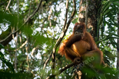 Preview: Orange-hued primate sitting on a lush, green tree