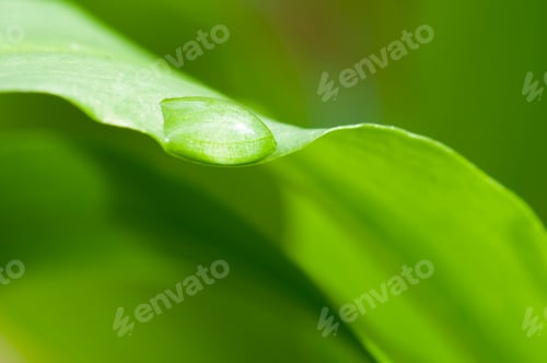Preview: Dew on Leaf