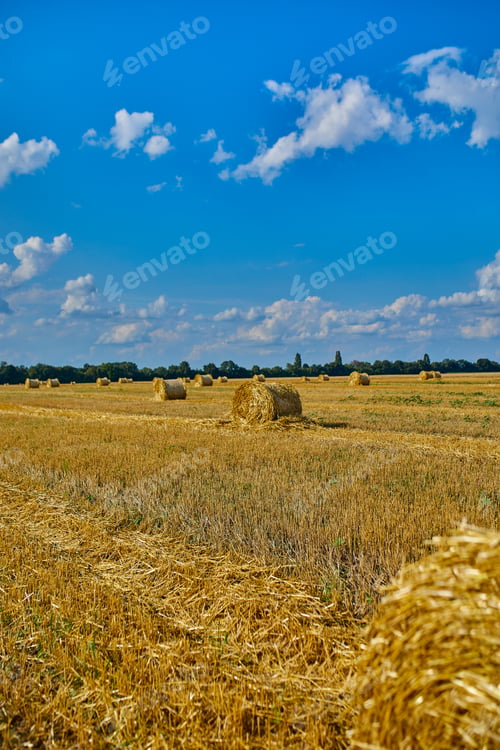 Preview: Hay, stacks bales with wheat, field after harvest with hay rolls Agriculture