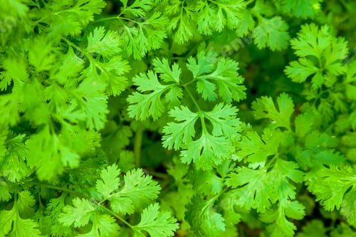 Preview: Coriander