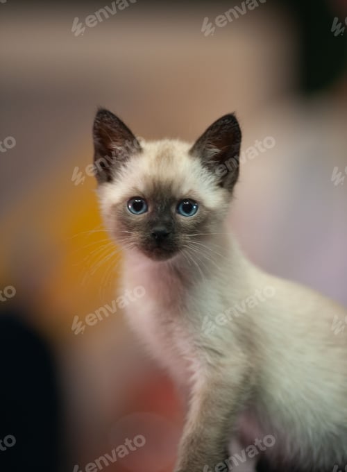 Preview: Vertical shot of an adorable Siamese kitten looking out with a curious expression