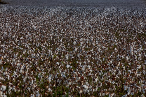 Preview: Cotton field in Suffolk, VA
