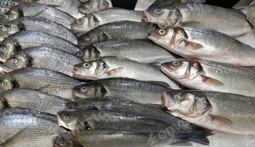 Preview: Fresh fish on ice for sale in market