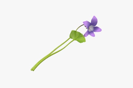 Preview: Single Violet with Leaf