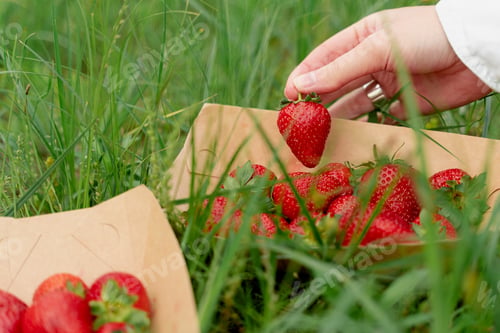Preview: Strawberries on green grass. Fresh summer berries in eco plate