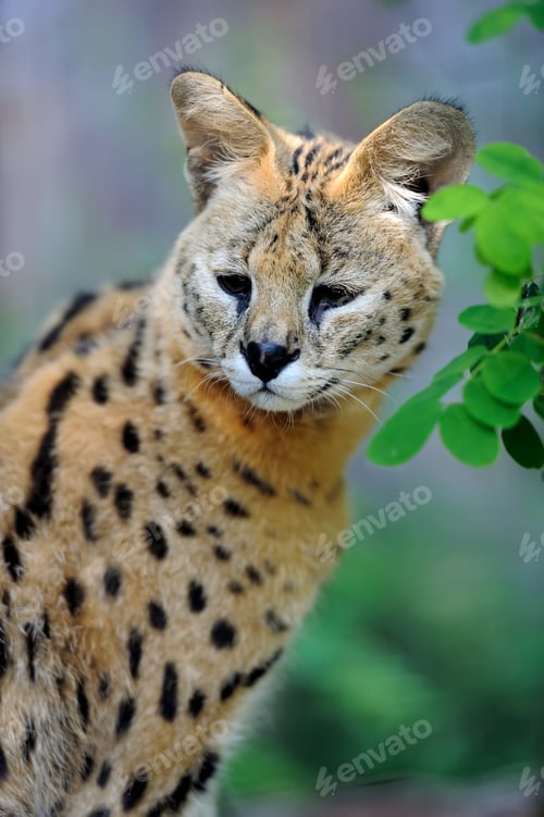 Preview: Serval cat (Felis serval)