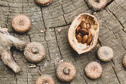 Preview: Natural wood background. Acacia seeds, walnut shells, caps of acorns on a stump.
