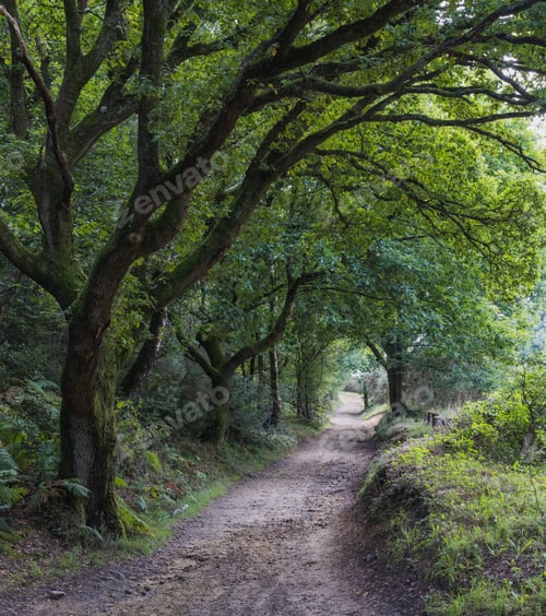 Preview: Beautiful path in a forest