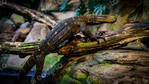 Preview: Komodo dragon in the beautiful nature habitat. Monitor lizard