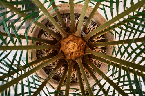 Preview: Palm tree texture
